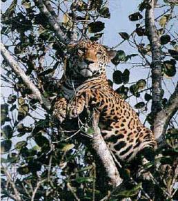 real estate mexico picture of jaguar