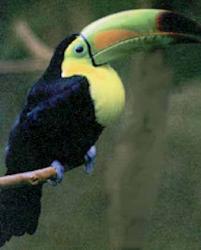 real estate mexico picture of toucan