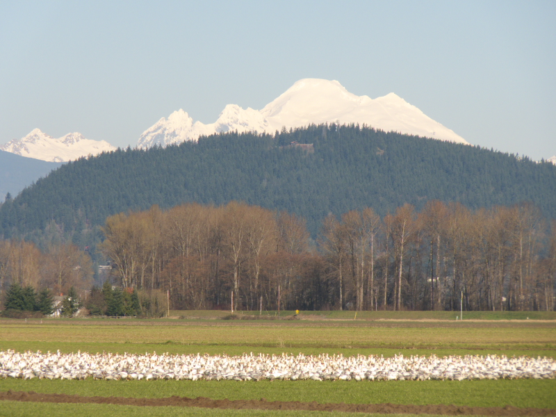 Snow Geese in La Conner